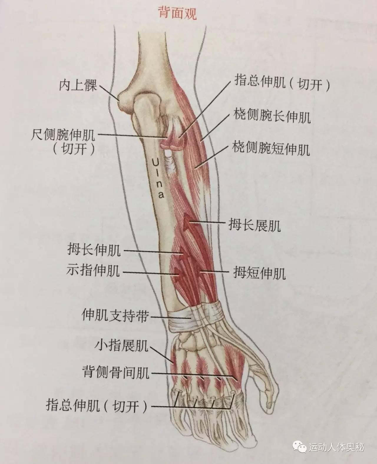 第一:拇指近节指骨的尺侧,与拇收肌相结合;还附着到掌指关节处的内侧