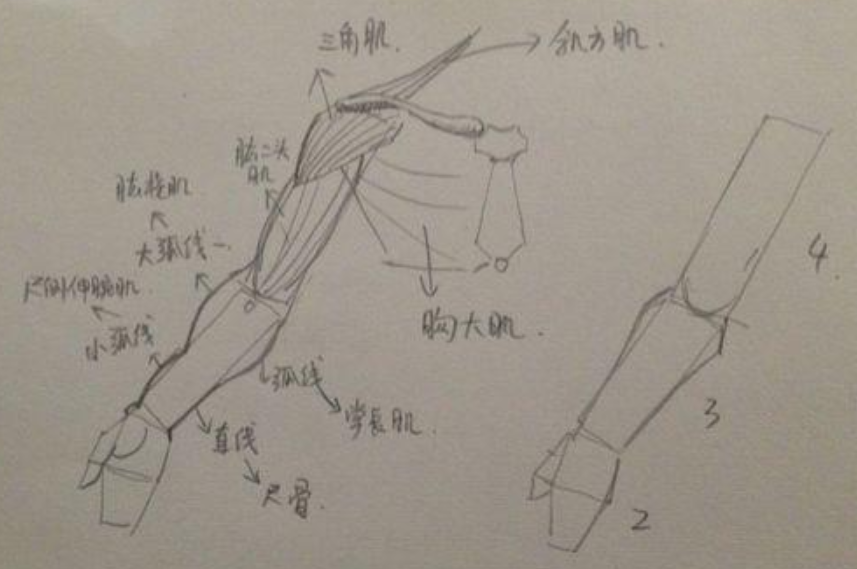 素描速写画人体结构图口诀技巧讲解