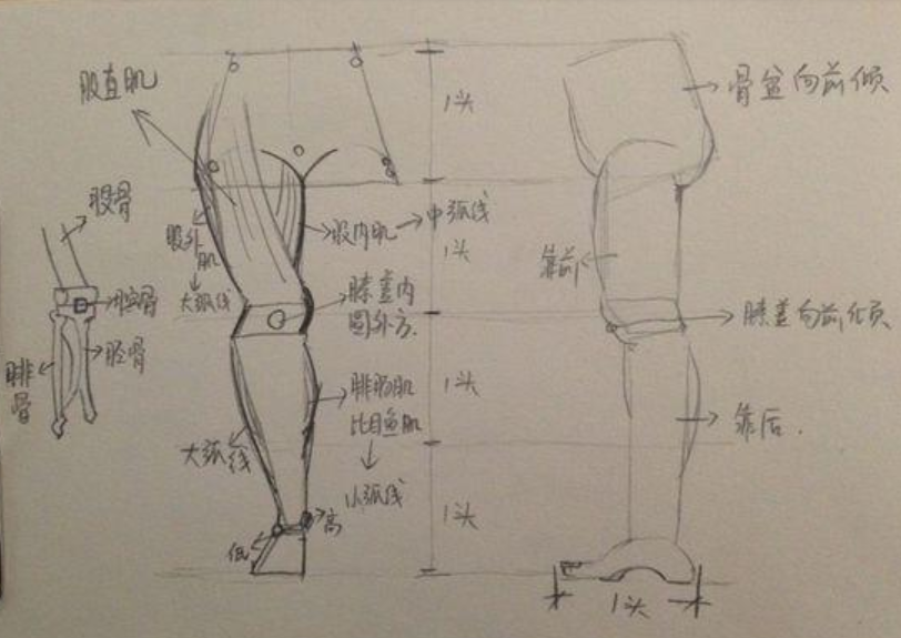 素描速写画人体结构图口诀技巧讲解